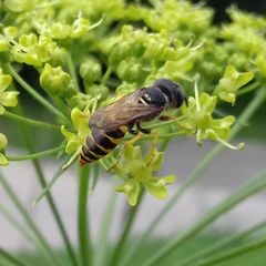 Philanthus triangulum
