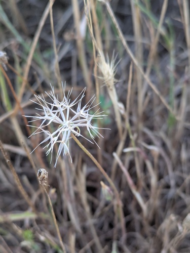 Microseris douglasii, photograph 4