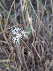 (c) jayjt, some rights reserved (CC BY) Microseris douglasii, photograph (c) jayjt, some rights reserved (CC BY)