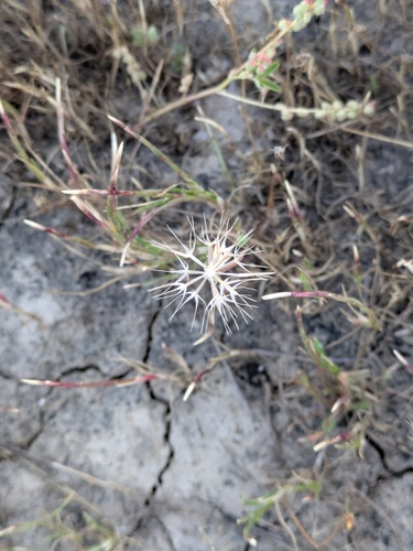 Microseris douglasii, photograph 6