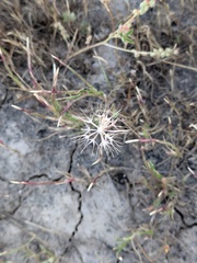 Microseris douglasii, photograph (c) jayjt, some rights reserved (CC BY)