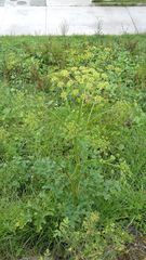 Philanthus triangulum