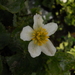 White Marsh Marigold - Photo (c) Hiral Jain, some rights reserved (CC BY-NC-ND), uploaded by Hiral Jain