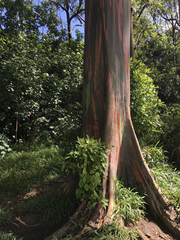 Eucalyptus deglupta