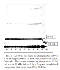 Idionycteris phyllotis