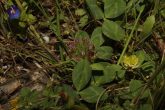 Trifolium spumosum