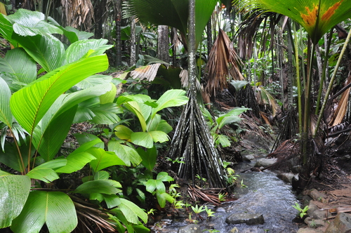 Seychelles stilt palm (Verschaffeltia splendida)