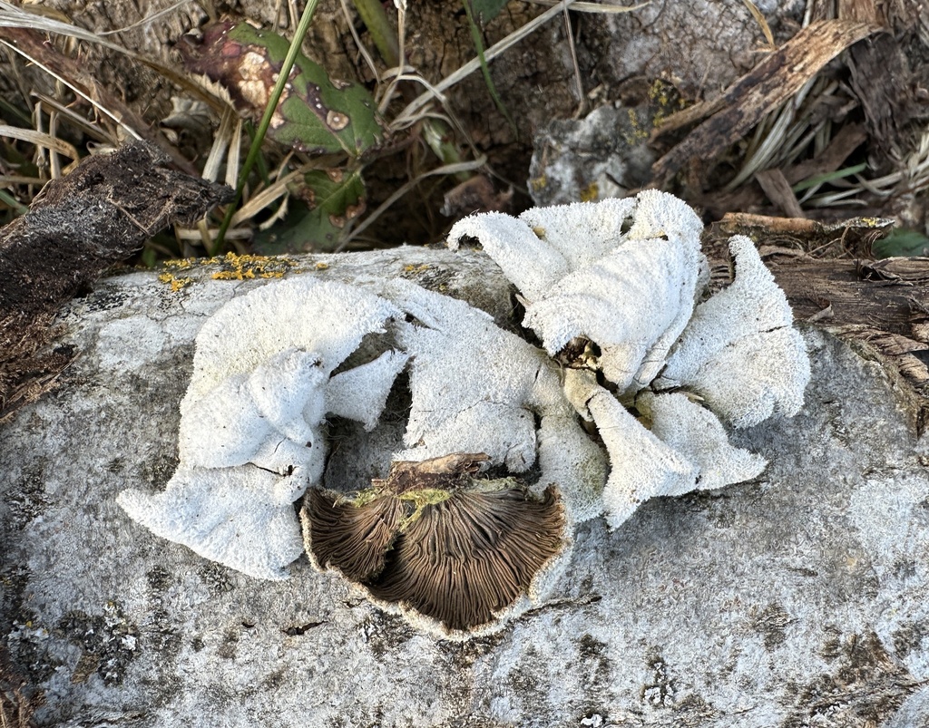 Schizophyllum commune · April 2026 · photo: © katrin_simon (iNaturalist, cc-by)