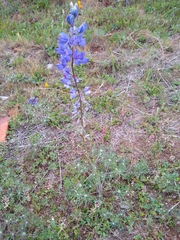 Lupinus benthamii