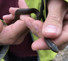 Atractus lehmanni