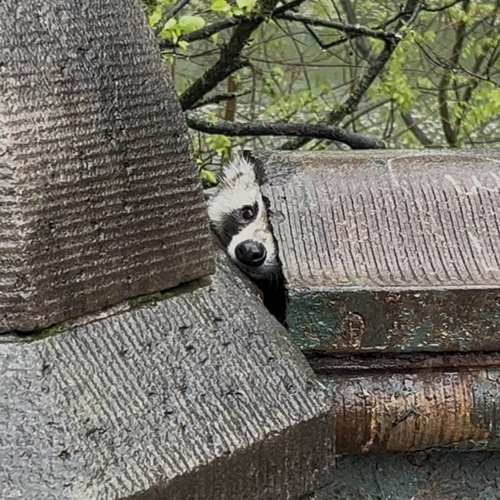 Common Raccoon photographed in New York