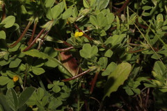 Lotus peregrinus