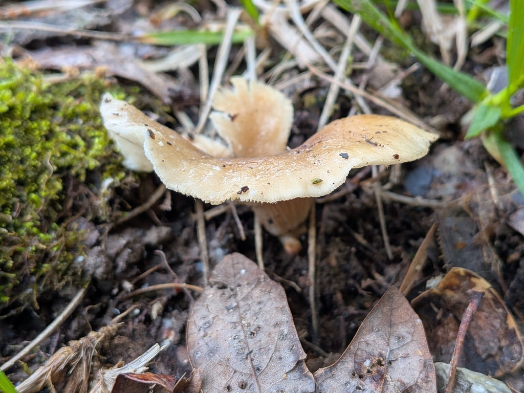 Hohenbuehelia petaloides · April 2026 · photo: © robert_alabama (iNaturalist, cc0)