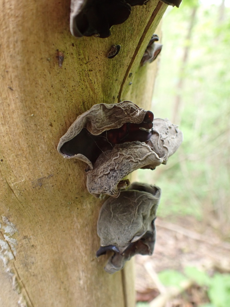 Auricularia auricula-judae · April 2026 · photo: © ellyne (iNaturalist, cc0)