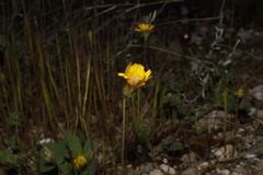Crepis neglecta corymbosa