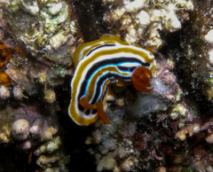 Chromodoris colemani