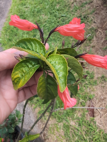Ruellia brevifolia observed 2026-04-28