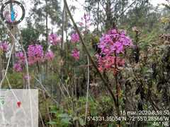 Epidendrum arachnoglossum