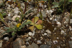 Crepis neglecta corymbosa