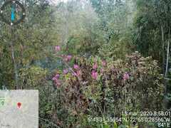 Epidendrum arachnoglossum