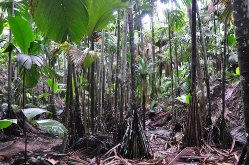 Image of Verschaffeltia splendida by no rights reserved
