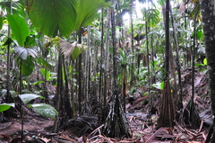 Verschaffeltia splendida