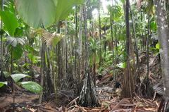 Verschaffeltia splendida