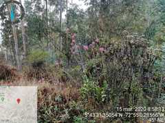 Epidendrum arachnoglossum