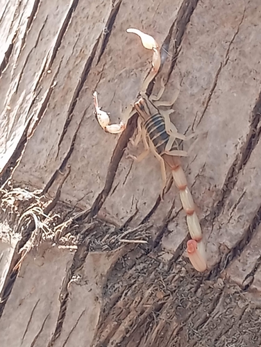 Centruroides meisei (Centruroides meisei)
