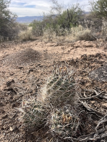 Sclerocactus spinosior