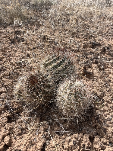 Sclerocactus spinosior