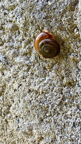 Corneola squamatina