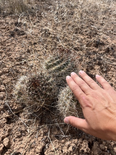 Sclerocactus spinosior
