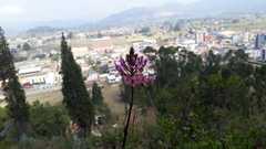 Epidendrum arachnoglossum