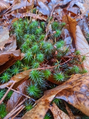 Polytrichum pallidisetum