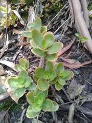 Kalanchoe densiflora