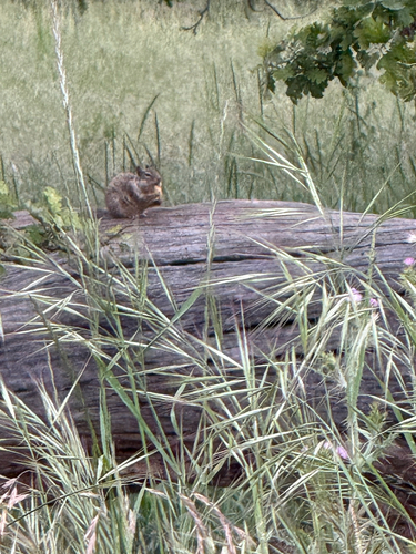 iNaturalist observation photo of California Ground Squirrel