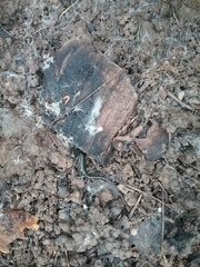 Aneides klamathensis