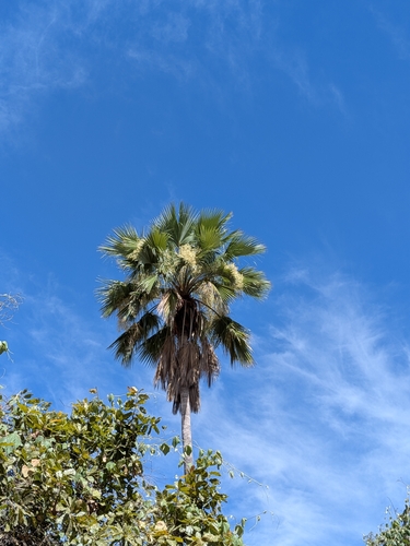 Brahea brandegeei, photograph 5