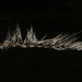 Loose Smut of Barley - Photo (c) Σάββας Ζαφειρίου (Savvas Zafeiriou), some rights reserved (CC BY-NC), uploaded by Σάββας Ζαφειρίου (Savvas Zafeiriou)