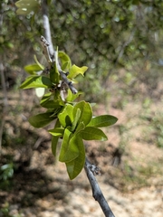 Quercus brandegeei