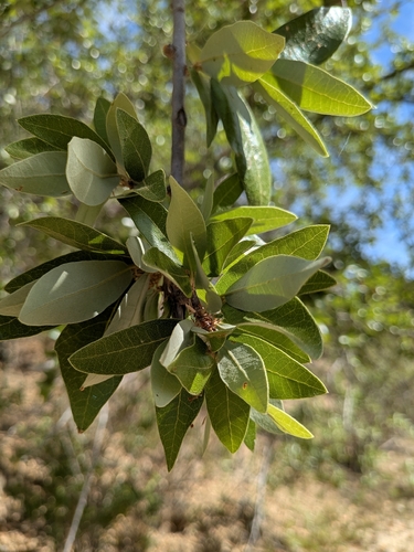 Quercus brandegeei, photograph 2