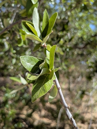 Quercus brandegeei, photograph 3
