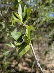Quercus brandegeei, photograph (c) Abraham Sánchez Romero, some rights reserved (CC BY)