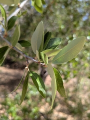Quercus brandegeei, photograph (c) Abraham Sánchez Romero, some rights reserved (CC BY)
