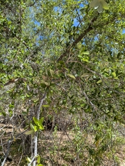 Quercus brandegeei, photograph (c) Abraham Sánchez Romero, some rights reserved (CC BY)