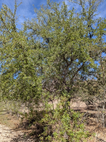 Quercus brandegeei, photograph 6