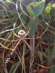 Argiope argentata