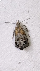 Tebenna gnaphaliella