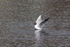 Chroicocephalus ridibundus
